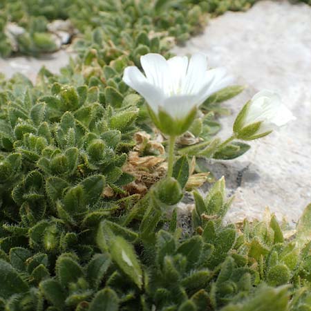 Cerastium uniflorum \ Einbltiges Hornkraut / Glacier Mouse-Ear, A Dachstein 10.7.2020