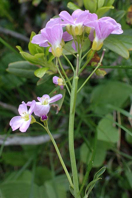 Cardamine udicola \ Moor-Schaumkraut / Marsh Bitter-Cress, A Kärnten/Carinthia, Koralpe 5.7.2023