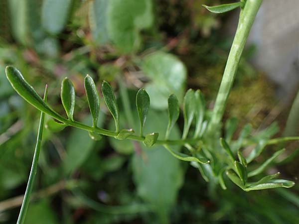 Cardamine udicola \ Moor-Schaumkraut / Marsh Bitter-Cress, A Kärnten/Carinthia, Koralpe 5.7.2023