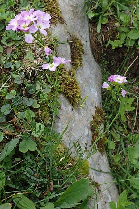 Cardamine udicola \ Moor-Schaumkraut / Marsh Bitter-Cress, A Kärnten/Carinthia, Koralpe 5.7.2023