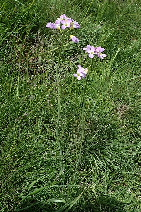 Cardamine udicola \ Moor-Schaumkraut / Marsh Bitter-Cress, A Kärnten/Carinthia, Koralpe 5.7.2023