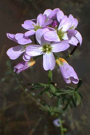 Cardamine udicola \ Moor-Schaumkraut / Marsh Bitter-Cress, A Kärnten/Carinthia, Koralpe 5.7.2023