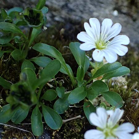 Cerastium uniflorum \ Einbltiges Hornkraut / Glacier Mouse-Ear, A Bad Gastein 29.6.2025