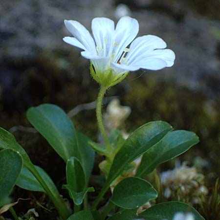 Cerastium uniflorum \ Einbltiges Hornkraut / Glacier Mouse-Ear, A Bad Gastein 29.6.2025