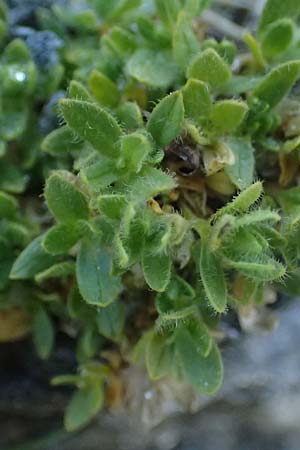 Cerastium uniflorum \ Einbltiges Hornkraut / Glacier Mouse-Ear, A Großglockner 11.8.2025