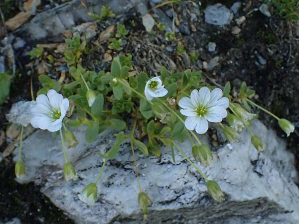 Cerastium uniflorum \ Einbltiges Hornkraut / Glacier Mouse-Ear, A Großglockner 11.8.2025