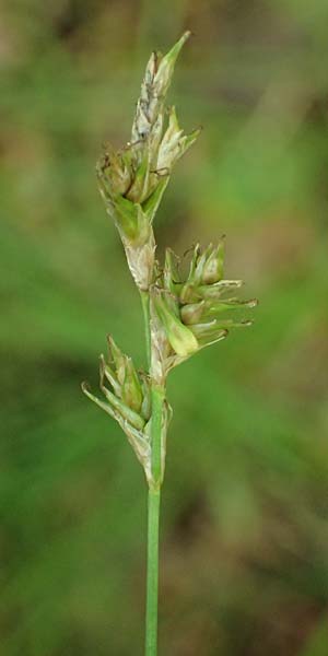 Carex brizoides \ Zittergras-Segge / Quaking Grass Sedge, A Sankt Leonhard im Glantal 17.6.2026