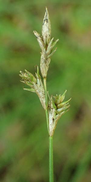 Carex brizoides \ Zittergras-Segge / Quaking Grass Sedge, A Sankt Leonhard im Glantal 17.6.2026