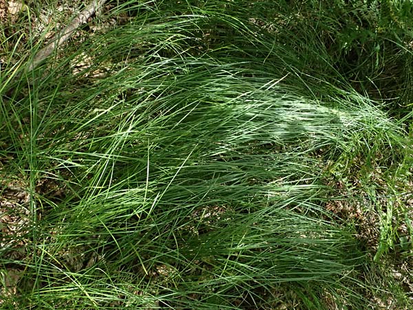 Carex brizoides \ Zittergras-Segge / Quaking Grass Sedge, A Sankt Leonhard im Glantal 17.6.2026