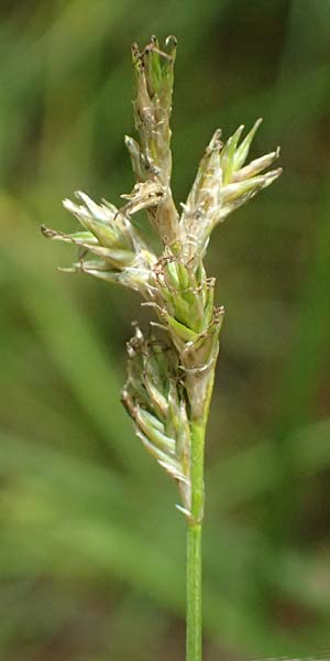 Carex brizoides \ Zittergras-Segge / Quaking Grass Sedge, A Sankt Leonhard im Glantal 17.6.2026