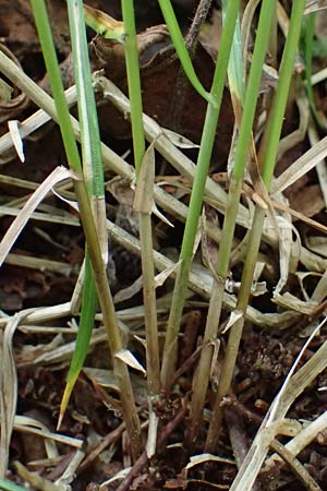 Carex brizoides \ Zittergras-Segge / Quaking Grass Sedge, A Sankt Leonhard im Glantal 17.6.2026