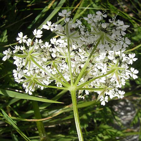 Chaerophyllum villarsii \ Villars' Klberkropf / Villars' Chervil, A Malta - Tal / Valley 19.7.2010