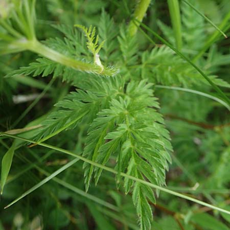 Chaerophyllum villarsii \ Villars' Klberkropf / Villars' Chervil, A Pusterwald, Eiskar 1.7.2019
