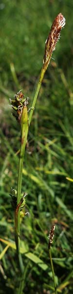 Carex vaginata \ Scheiden-Segge / Sheathed Sedge, A Wölzer Tauern, Kleiner Zinken 24.7.2021