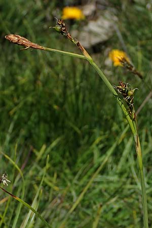 Carex vaginata \ Scheiden-Segge / Sheathed Sedge, A Wölzer Tauern, Kleiner Zinken 24.7.2021