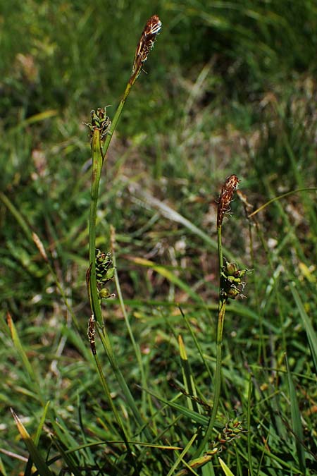 Carex vaginata \ Scheiden-Segge / Sheathed Sedge, A Wölzer Tauern, Kleiner Zinken 24.7.2021