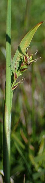 Carex vaginata \ Scheiden-Segge / Sheathed Sedge, A Wölzer Tauern, Kleiner Zinken 24.7.2021