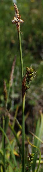 Carex vaginata \ Scheiden-Segge / Sheathed Sedge, A Wölzer Tauern, Kleiner Zinken 24.7.2021