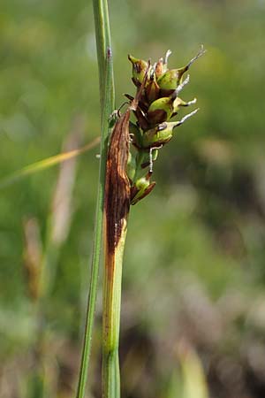 Carex vaginata \ Scheiden-Segge / Sheathed Sedge, A Wölzer Tauern, Kleiner Zinken 24.7.2021