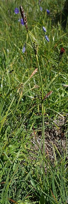 Carex vaginata \ Scheiden-Segge / Sheathed Sedge, A Wölzer Tauern, Kleiner Zinken 24.7.2021