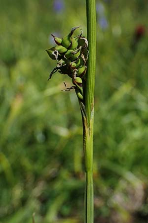 Carex vaginata \ Scheiden-Segge / Sheathed Sedge, A Wölzer Tauern, Kleiner Zinken 24.7.2021