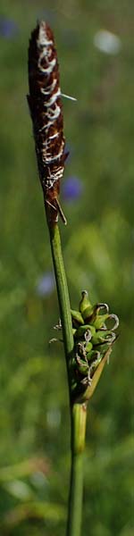 Carex vaginata \ Scheiden-Segge / Sheathed Sedge, A Wölzer Tauern, Kleiner Zinken 24.7.2021