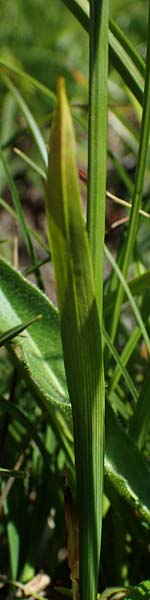 Carex vaginata \ Scheiden-Segge / Sheathed Sedge, A Wölzer Tauern, Kleiner Zinken 24.7.2021