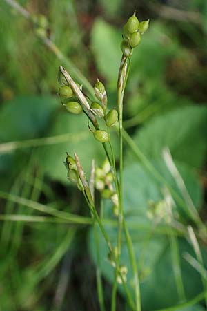 Carex alba \ Weie Segge / White Sedge, A Kärnten/Carinthia, Gallizien 18.5.2016