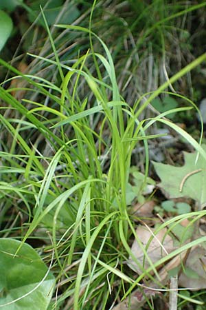 Carex alba \ Weie Segge / White Sedge, A Kärnten/Carinthia, Gallizien 18.5.2016