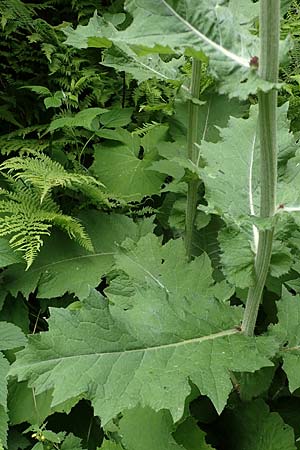 Cirsium waldsteinii \ Waldsteins Kratzdistel, Armkpfige Kratzdistel / Waldstein's Thistle, A Seckauer Tauern, Brandstätter Törl 1.7.2021