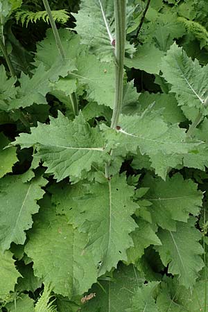 Cirsium waldsteinii \ Waldsteins Kratzdistel, Armkpfige Kratzdistel / Waldstein's Thistle, A Seckauer Tauern, Brandstätter Törl 1.7.2021