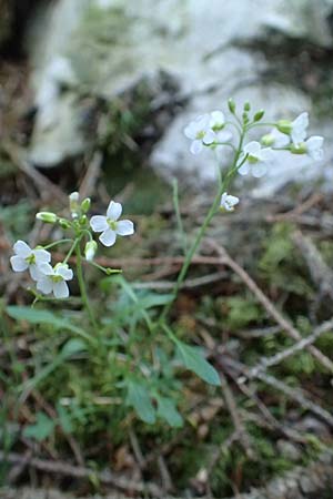Arabidopsis arenosa \ Sand- / Sand Rock-Cress, A Tragöß 30.6.2019