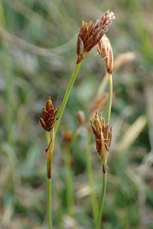 Carex firma \ Polster-Segge / Cushion Sedge, A Trenchtling 3.7.2019