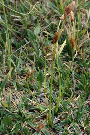 Carex firma \ Polster-Segge / Cushion Sedge, A Trenchtling 3.7.2019
