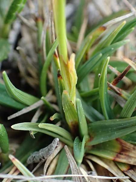 Carex firma \ Polster-Segge / Cushion Sedge, A Trenchtling 3.7.2019