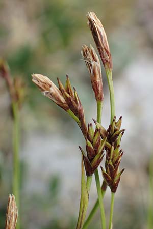Carex firma \ Polster-Segge / Cushion Sedge, A Trenchtling 3.7.2019
