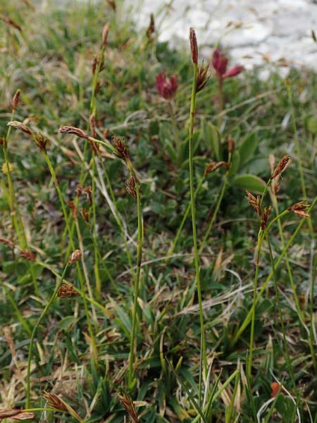 Carex firma \ Polster-Segge / Cushion Sedge, A Trenchtling 3.7.2019