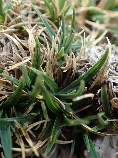 Carex firma \ Polster-Segge / Cushion Sedge, A Trenchtling 3.7.2019