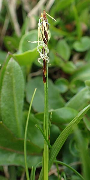 Carex ferruginea \ Rost-Segge / Rusty Sedge, A Schneealpe 30.6.2020