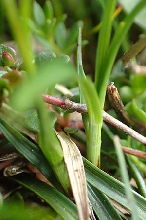 Carex ferruginea \ Rost-Segge / Rusty Sedge, A Schneealpe 30.6.2020