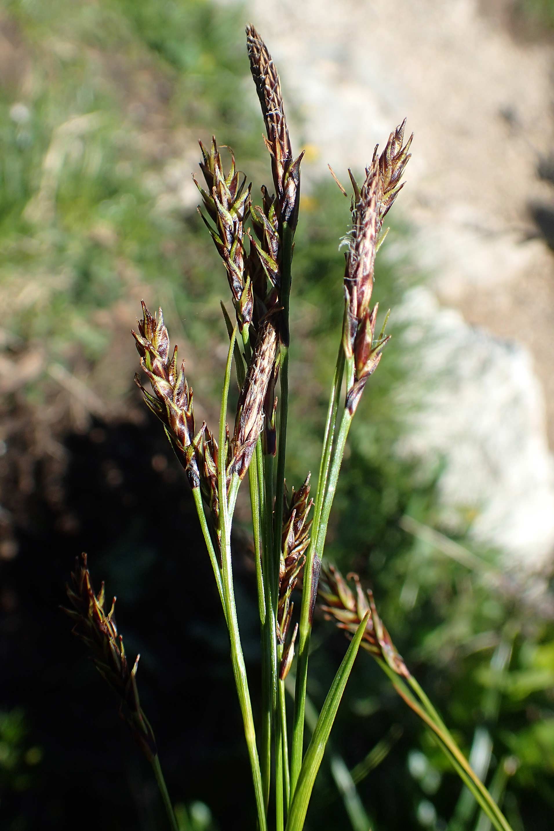 Carex sempervirens \ Horst-Segge, Immergrne Segge / Evergreen Sedge, A Lawinenstein 5.7.2020