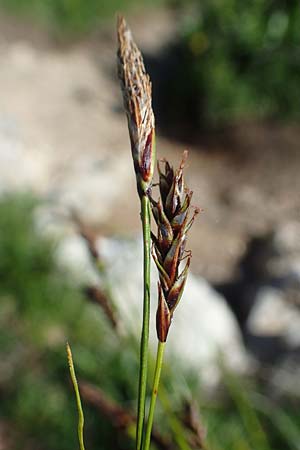 Carex sempervirens \ Horst-Segge, Immergrne Segge / Evergreen Sedge, A Lawinenstein 5.7.2020