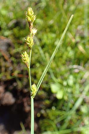 Carex canescens \ Graue Segge / Silvery Sedge, A Tauplitz-Alm 8.7.2020