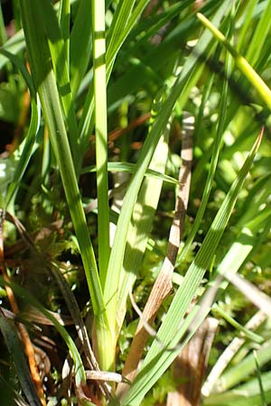 Carex canescens \ Graue Segge / Silvery Sedge, A Tauplitz-Alm 8.7.2020