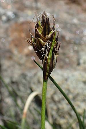 Carex curvula \ Gewhnliche Krumm-Segge / Curly Sedge, A Seetaler Alpen, Zirbitzkogel 28.6.2021