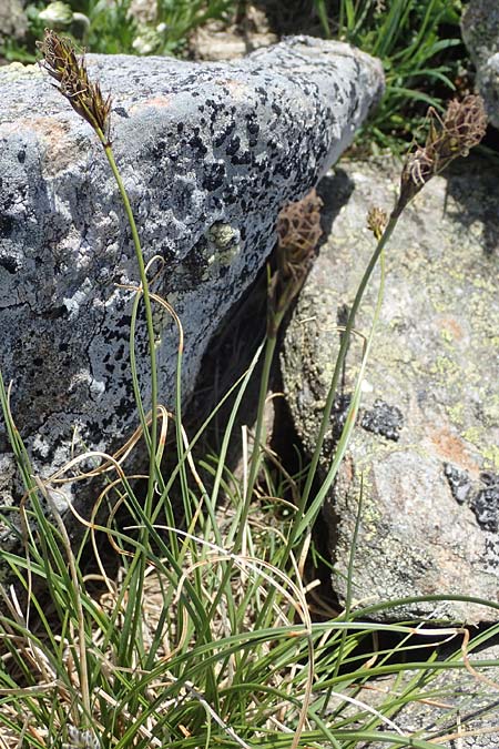Carex curvula \ Gewhnliche Krumm-Segge / Curly Sedge, A Seetaler Alpen, Zirbitzkogel 28.6.2021