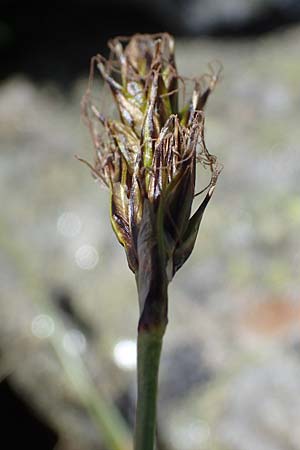 Carex curvula \ Gewhnliche Krumm-Segge / Curly Sedge, A Seetaler Alpen, Zirbitzkogel 28.6.2021