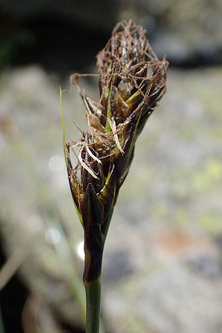 Carex curvula \ Gewhnliche Krumm-Segge / Curly Sedge, A Seetaler Alpen, Zirbitzkogel 28.6.2021