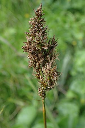 Carex paniculata \ Rispen-Segge / Greater Tussock Sedge, A Pusterwald, Eiskar 29.6.2021