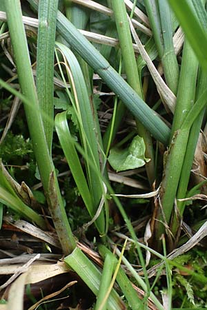Carex paniculata \ Rispen-Segge / Greater Tussock Sedge, A Pusterwald, Eiskar 29.6.2021